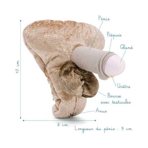 Modèle anatomique intersexué de pénis avec Hypospadias non circoncis en peluche