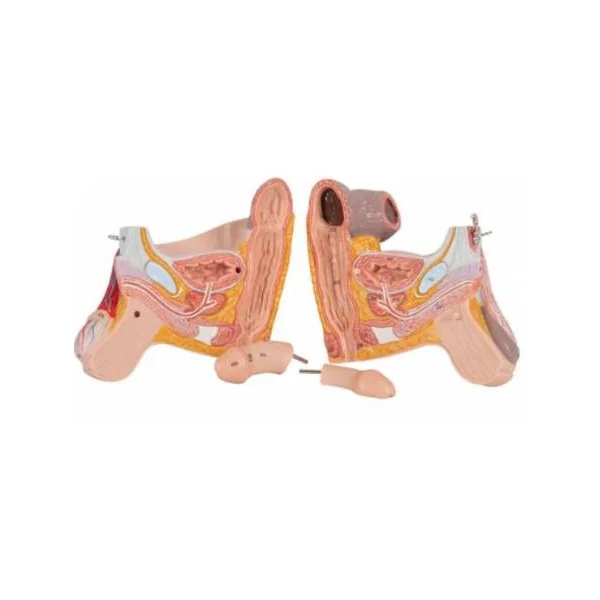 Modèle Anatomique Musculaire bisexué Deluxe - en 45 parties B50 3B Scientific