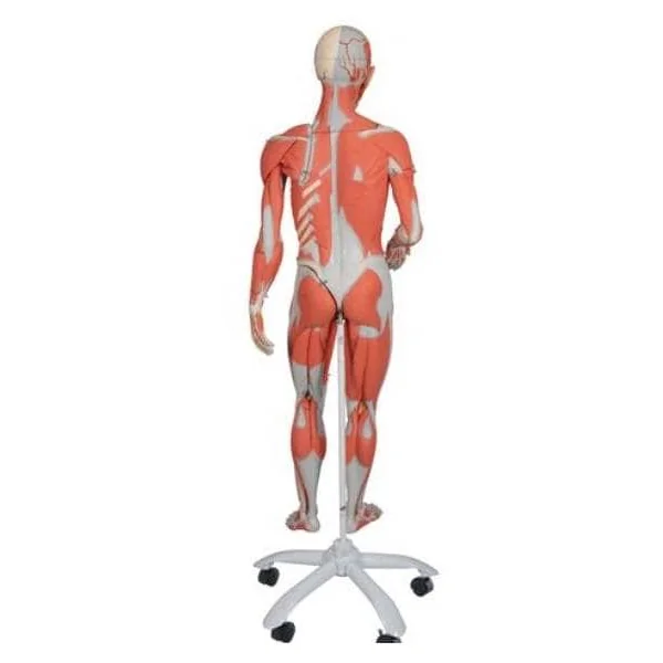 Modèle Anatomique Musculaire bisexué Deluxe - en 45 parties B50 3B Scientific