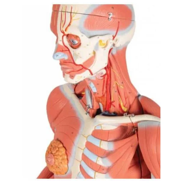 Modèle Anatomique Musculaire bisexué Deluxe - en 45 parties B50 3B Scientific