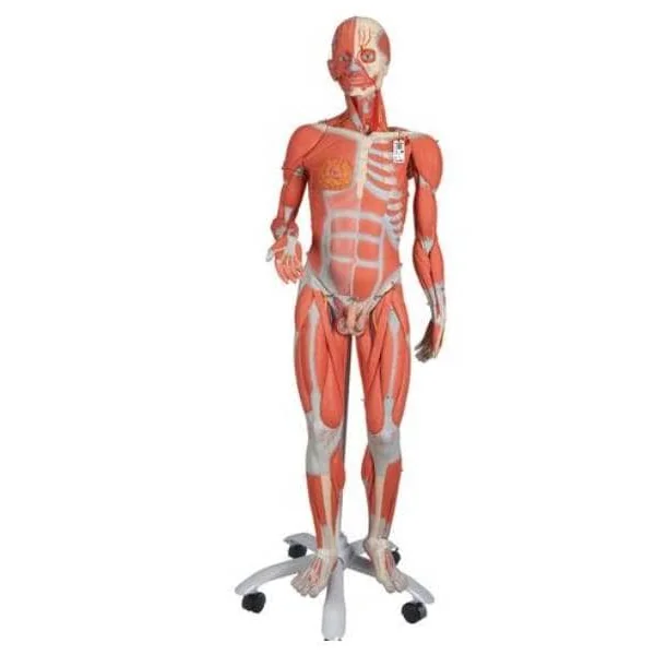 Modèle Anatomique Musculaire bisexué Deluxe - en 45 parties B50 3B Scientific