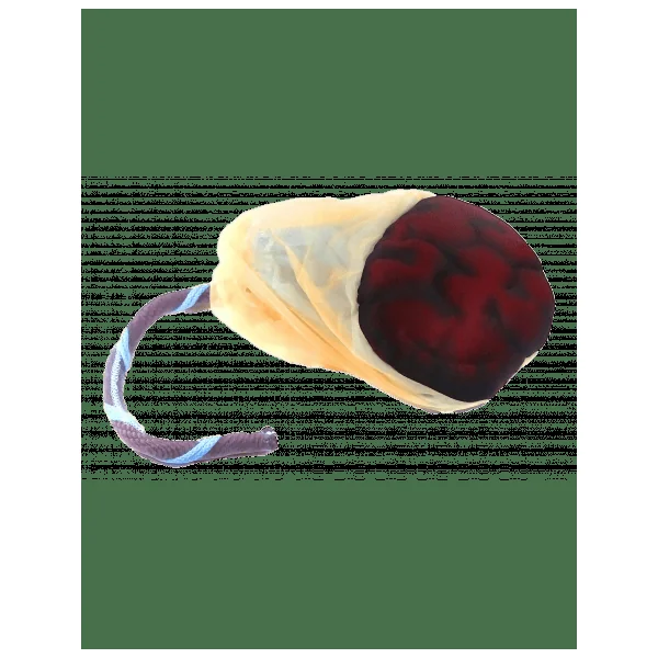 Modèle Anatomique Placenta et Cordon Ombilical W43039 3B Scientific