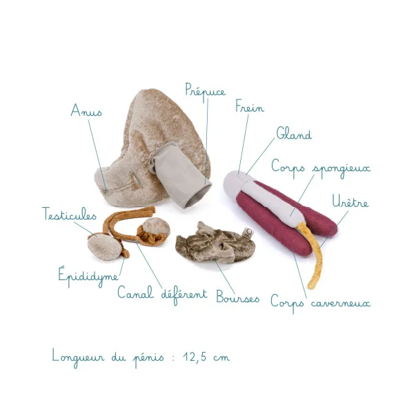 Modèle anatomique pénis grand + corps caverneux et spongieux en peluche