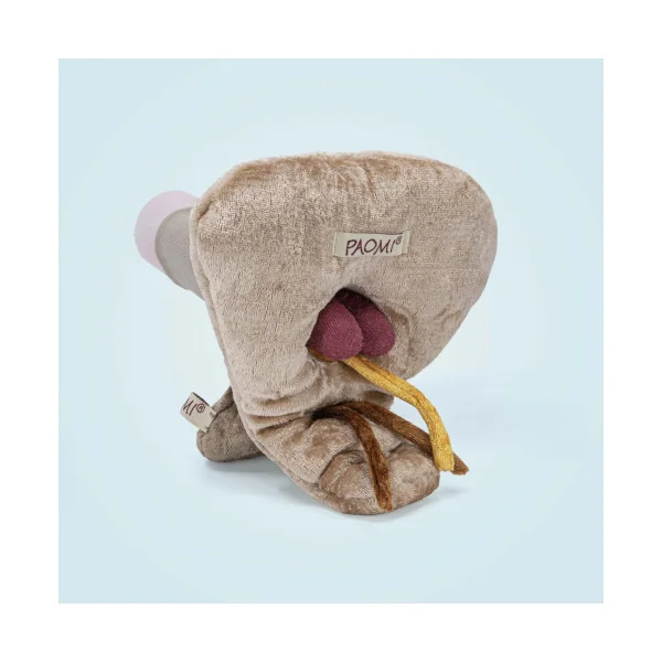 Modèle anatomique pénis grand + corps caverneux et spongieux en peluche