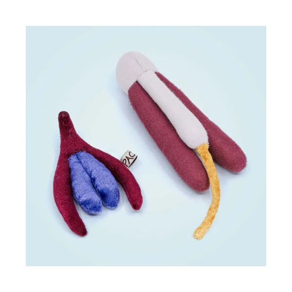 Modèle anatomique pénis grand + corps caverneux et spongieux en peluche