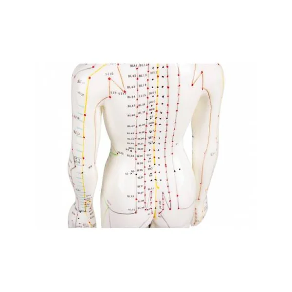 Modèle d'acupuncture Féminin Erler Zimmer 2048
