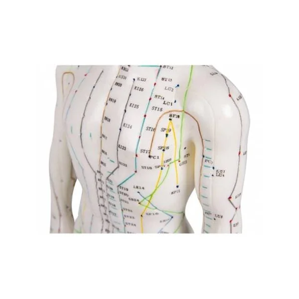 Modèle d'acupuncture Masculin Erler Zimmer 2046
