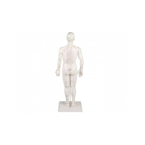 Modèle d'acupuncture Masculin Erler Zimmer 2046