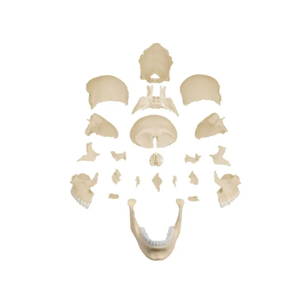 Modèle de crâne articulé, 22 parties, type anatomique