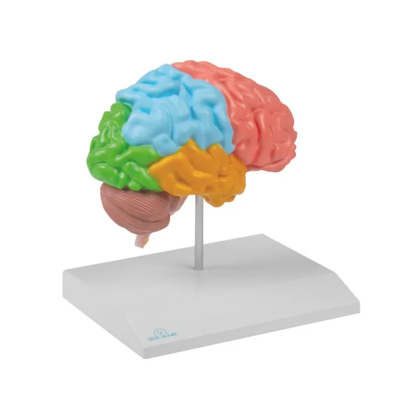 Modèle de demi-cerveau avec les lobes, taille réelle, type didactique