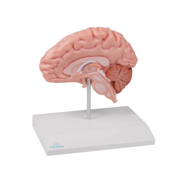 Modèle de demi-cerveau, taille réelle, type anatomique