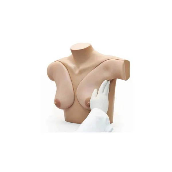 Modèle de palpation mammaire pour un auto-examen + Sac - L56