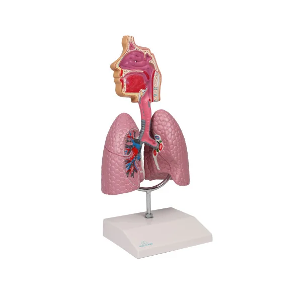 Modèle du système respiratoire, 0,5 fois la taille réelle