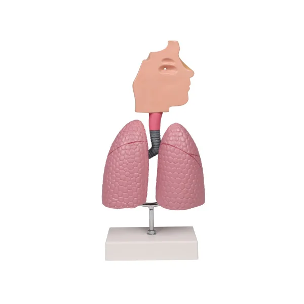 Modèle du système respiratoire, 0,5 fois la taille réelle