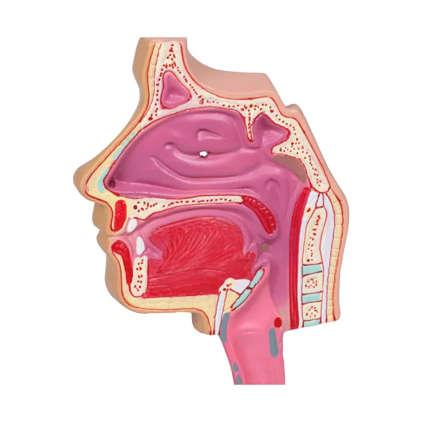 Modèle du système respiratoire, 0,5 fois la taille réelle