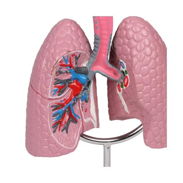 Modèle du système respiratoire, 0,5 fois la taille réelle