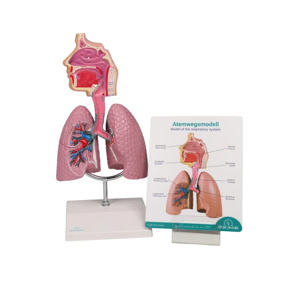 Modèle du système respiratoire, 0,5 fois la taille réelle