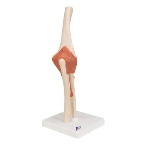 Modèle fonctionnel de luxe de l'articulation du coude A83/1 3B Scientific