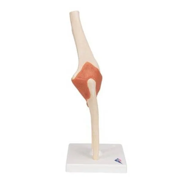 Modèle fonctionnel de luxe de l'articulation du coude A83/1 3B Scientific