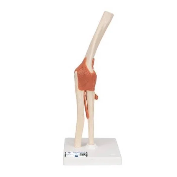 Modèle fonctionnel de luxe de l'articulation du coude A83/1 3B Scientific