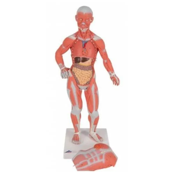 Modèle musculaire - échelle 1/3 - en 2 parties B59 3B Scientific