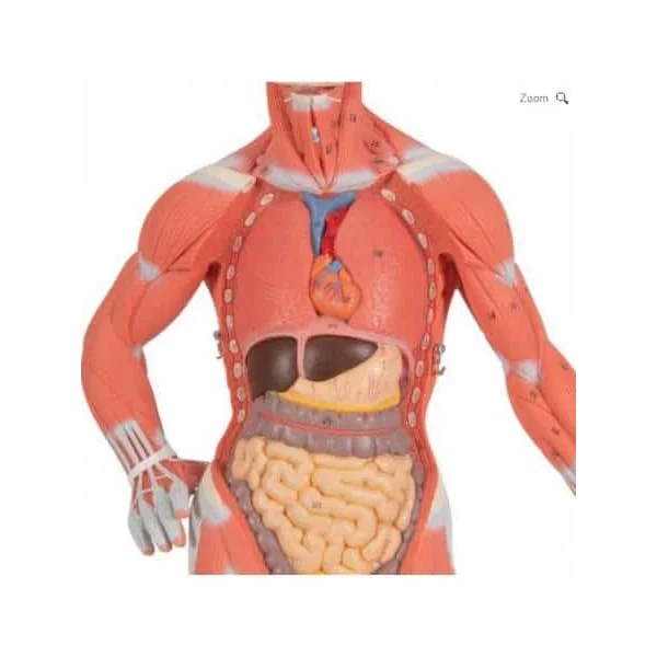 Modèle musculaire - échelle 1/3 - en 2 parties B59 3B Scientific