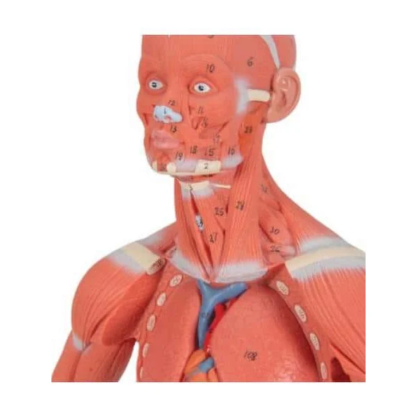 Modèle musculaire - échelle 1/3 - en 2 parties B59 3B Scientific