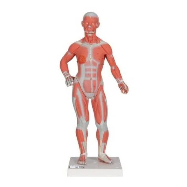Modèle musculaire - échelle 1/3 - en 2 parties B59 3B Scientific