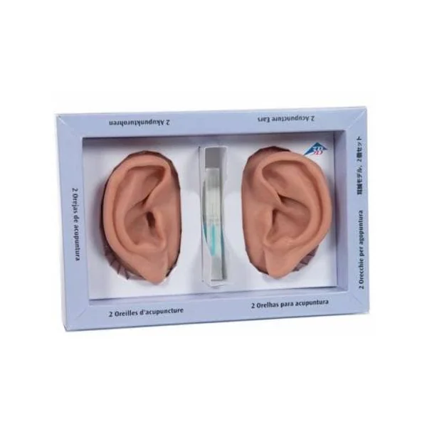 Modèle oreilles pour acupuncture N15 3B Scientific