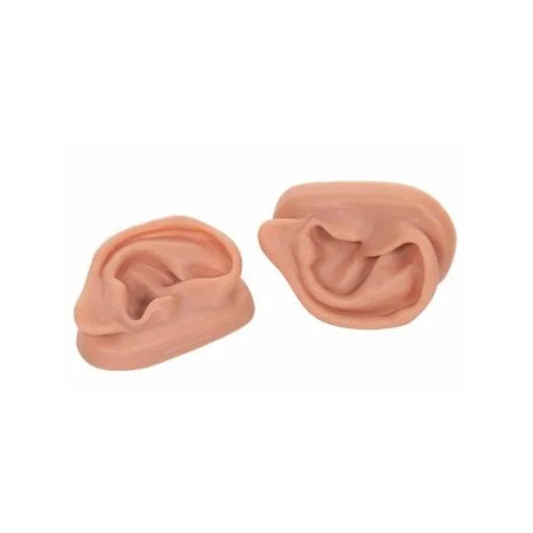 Modèle oreilles pour acupuncture N15 3B Scientific