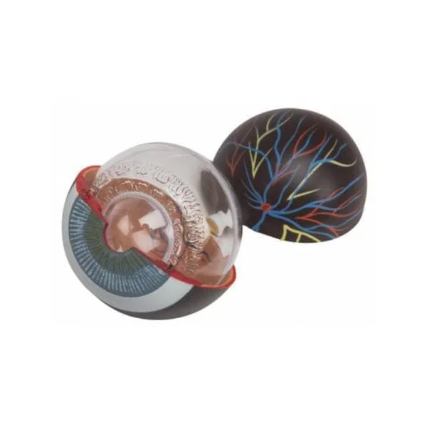 Oeil - agrandi 3 fois - 6 parties F15 3B Scientific
