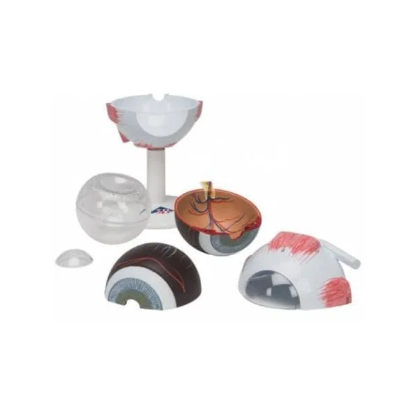 Oeil - agrandi 3 fois - 6 parties F15 3B Scientific
