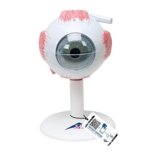 Oeil - agrandi 3 fois - 6 parties F15 3B Scientific