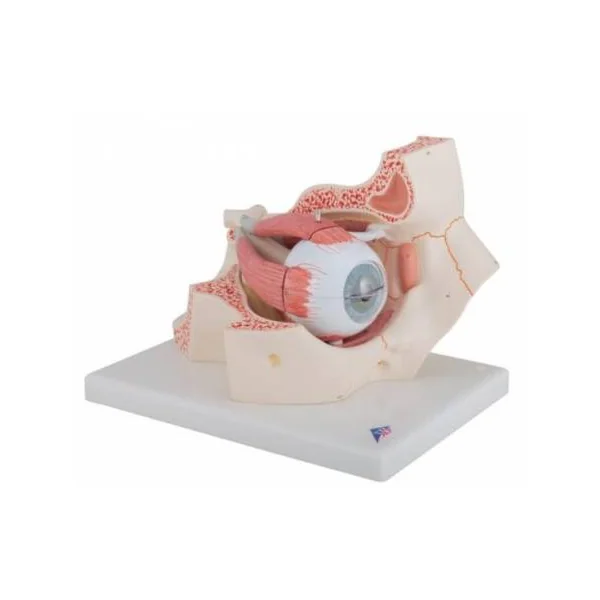 Oeil dans l’orbite - agrandi 3 fois - 7 parties F13 3B Scientific