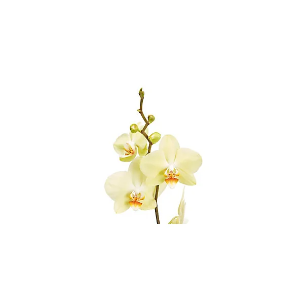 Orchidée 1 tige avec pot en céramique 12cm, Assortiment
