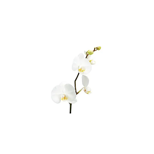 Orchidée 1 tige avec pot en céramique 12cm, Assortiment
