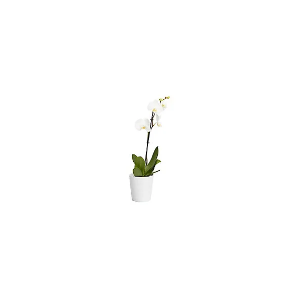 Orchidée 1 tige avec pot en céramique 12cm, Assortiment