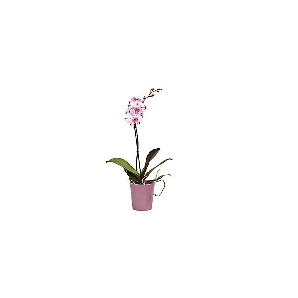 Orchidée 1 tige avec pot en céramique 12cm, Assortiment