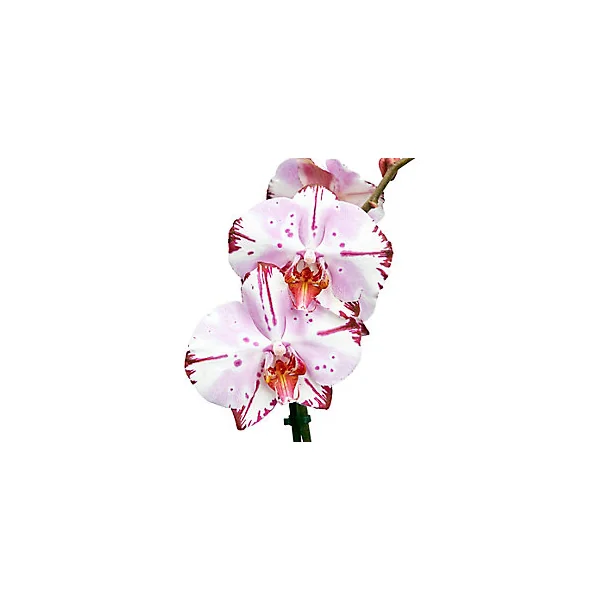 Orchidée 1 tige avec pot en céramique 12cm, Assortiment