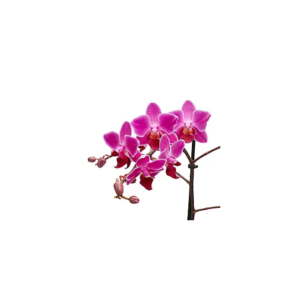 Orchidée 1 tige avec pot en céramique 9cm, Assortiment