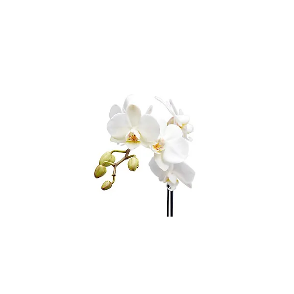 Orchidée 1 tige avec pot en céramique 9cm, Assortiment