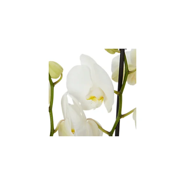 Orchidée 2 tiges DT, assortiment, pot en céramique, 12cm
