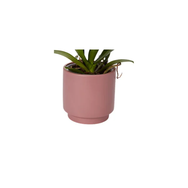 Orchidée 2 tiges DT, assortiment, pot en céramique, 12cm
