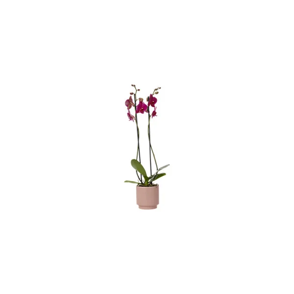 Orchidée 2 tiges DT, assortiment, pot en céramique, 12cm