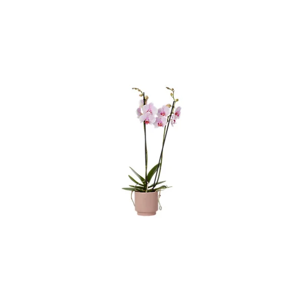 Orchidée 2 tiges DT, assortiment, pot en céramique, 12cm