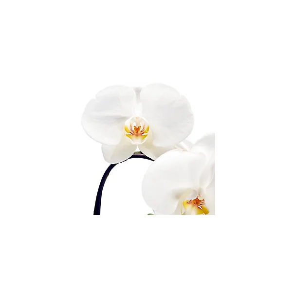 Orchidée Grandiflora blanche 1 tige avec pot en céramique 14cm