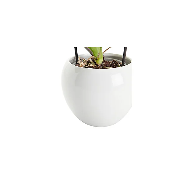 Orchidée Grandiflora blanche 1 tige avec pot en céramique 14cm