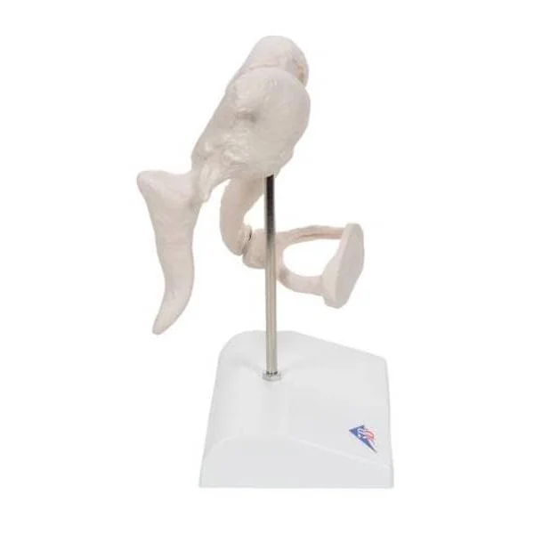 Osselets – Grossissement 20 x A101 3B Scientific