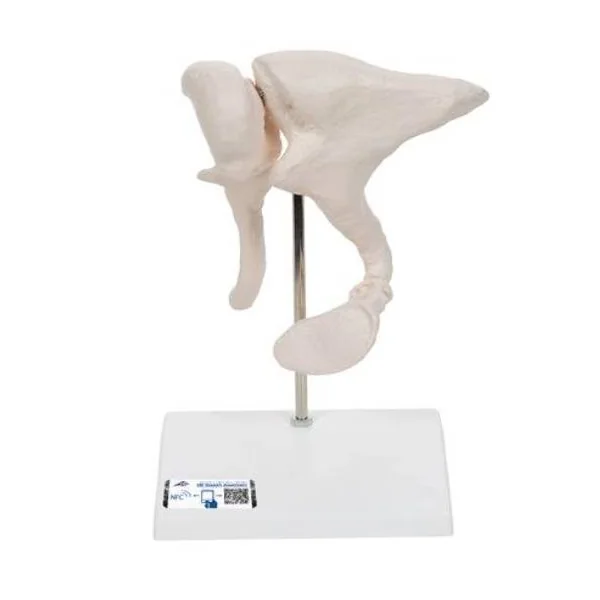 Osselets – Grossissement 20 x A101 3B Scientific