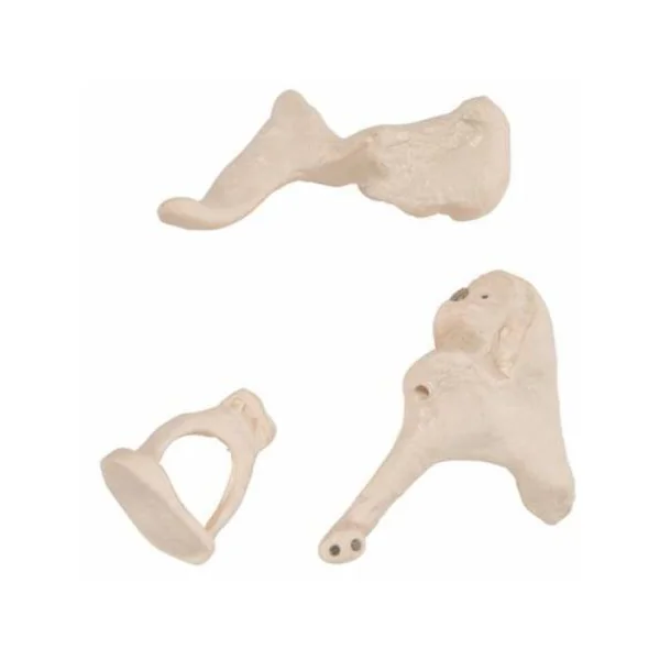 Osselets – Grossissement 20 x A101 3B Scientific